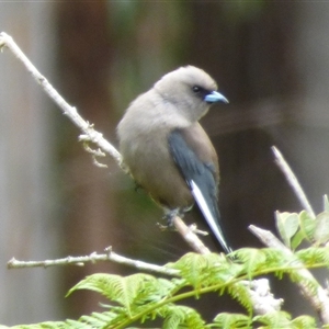 Artamus cyanopterus at Lorinna, TAS - 2 Dec 2022