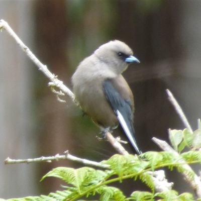 Artamus cyanopterus (Dusky Woodswallow) at Lorinna, TAS - 2 Dec 2022 by VanessaC