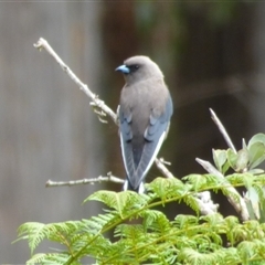 Artamus cyanopterus at Lorinna, TAS - 2 Dec 2022 09:16 AM