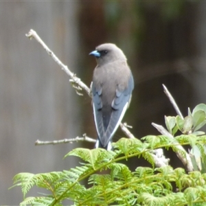 Artamus cyanopterus at Lorinna, TAS - 2 Dec 2022