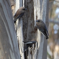 Artamus cyanopterus (Dusky Woodswallow) at West Hobart, TAS - 7 Nov 2023 by VanessaC