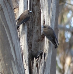 Artamus cyanopterus at West Hobart, TAS - 7 Nov 2023