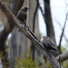 Artamus cyanopterus perthi at West Hobart, TAS - 26 Jan 2024 by VanessaC