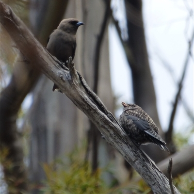 Artamus cyanopterus (Dusky Woodswallow) at West Hobart, TAS - 26 Jan 2024 by VanessaC