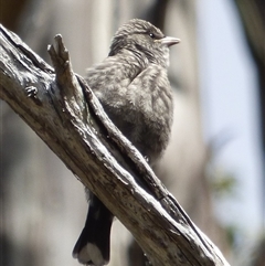 Artamus cyanopterus at West Hobart, TAS - 26 Jan 2024