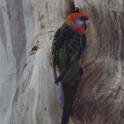 Platycercus eximus x caledonicus (Hybrid) (Eastern Rosella x Green Rosella (Hybrid)) at West Hobart, TAS by VanessaC