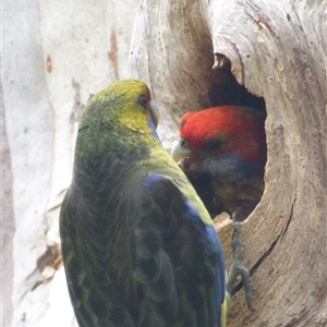 Platycercus eximus x caledonicus (Hybrid) at suppressed - suppressed