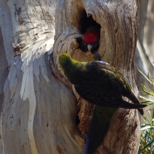 Platycercus eximus x caledonicus (Hybrid) at suppressed - suppressed