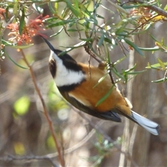 Acanthorhynchus tenuirostris at Mount Stuart, TAS - 2 Jun 2023 by VanessaC