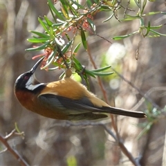 Acanthorhynchus tenuirostris at Mount Stuart, TAS - 2 Jun 2023