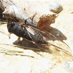 Yoyetta timothyi (Brown Firetail Cicada) at Forde, ACT - 21 Dec 2024 by JohnBundock