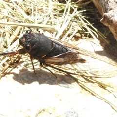 Yoyetta timothyi at Forde, ACT - 21 Dec 2024