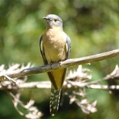 Cacomantis flabelliformis (Fan-tailed Cuckoo) at Lorinna, TAS - 3 Dec 2022 by VanessaC