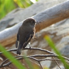 Petroica boodang (Scarlet Robin) at West Hobart, TAS - 5 Apr 2023 by VanessaC