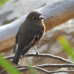 Petroica boodang at West Hobart, TAS - 5 Apr 2023 03:31 PM