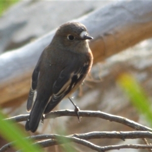 Petroica boodang at West Hobart, TAS - 5 Apr 2023 03:31 PM