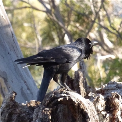 Corvus tasmanicus (Forest Raven) at West Hobart, TAS - 19 Aug 2023 by VanessaC