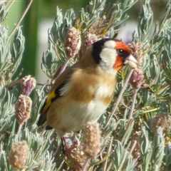 Carduelis carduelis at Mount Stuart, TAS - 23 May 2020 by VanessaC