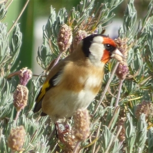 Carduelis carduelis at Mount Stuart, TAS - 23 May 2020 12:10 PM