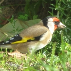 Carduelis carduelis at Mount Stuart, TAS - 23 May 2020 12:10 PM