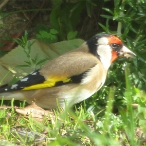 Carduelis carduelis at Mount Stuart, TAS - 23 May 2020