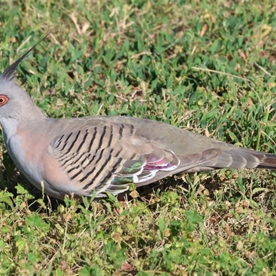 Ocyphaps lophotes (Crested Pigeon) at Wodonga, VIC - 21 Dec 2024 by KylieWaldon