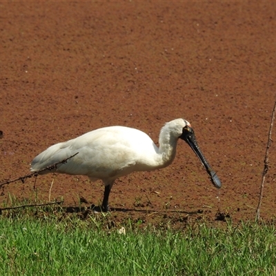 Platalea regia (Royal Spoonbill) at Chatsworth, QLD - 30 Aug 2024 by Gaylesp8