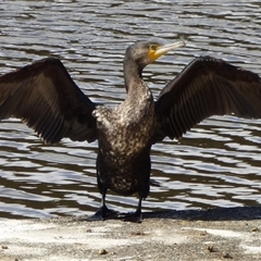 Phalacrocorax carbo at Risdon, TAS - 10 Feb 2023 by VanessaC