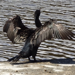 Phalacrocorax carbo at Risdon, TAS - 10 Feb 2023