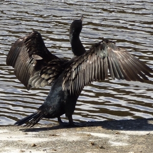 Phalacrocorax carbo at Risdon, TAS - 10 Feb 2023