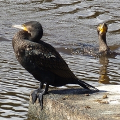 Phalacrocorax carbo at Risdon, TAS - 10 Feb 2023 03:55 PM