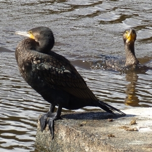 Phalacrocorax carbo at Risdon, TAS - 10 Feb 2023