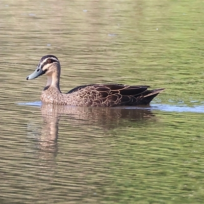 Anas superciliosa (Pacific Black Duck) at Wodonga, VIC - 21 Dec 2024 by KylieWaldon