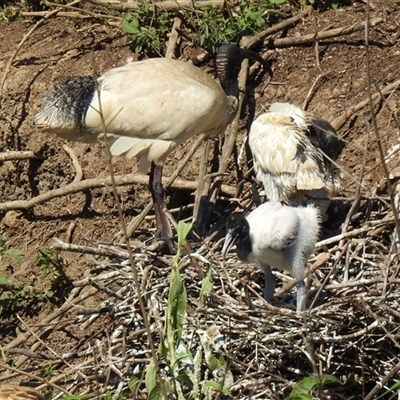 Threskiornis molucca (Australian White Ibis) at Chatsworth, QLD - 30 Aug 2024 by Gaylesp8