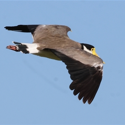 Vanellus miles (Masked Lapwing) at Wodonga, VIC - 21 Dec 2024 by KylieWaldon