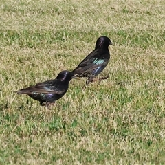 Sturnus vulgaris (Common Starling) at Wodonga, VIC - 21 Dec 2024 by KylieWaldon