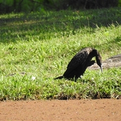 Phalacrocorax sulcirostris (Little Black Cormorant) at Chatsworth, QLD - 30 Aug 2024 by Gaylesp8