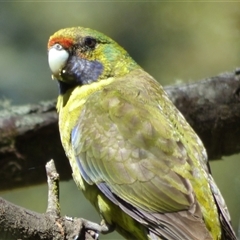 Platycercus caledonicus (Green Rosella) at Lorinna, TAS - 3 Dec 2022 by VanessaC