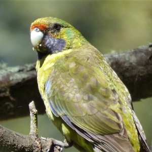 Platycercus caledonicus at Lorinna, TAS - 3 Dec 2022