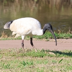 Threskiornis molucca at Wodonga, VIC - 20 Dec 2024 by KylieWaldon