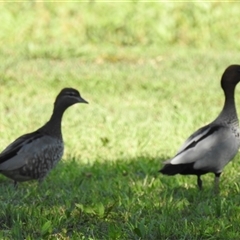 Chenonetta jubata (Australian Wood Duck) at Chatsworth, QLD - 30 Aug 2024 by Gaylesp8