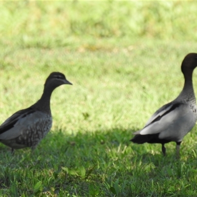 Chenonetta jubata (Australian Wood Duck) at Chatsworth, QLD - 30 Aug 2024 by Gaylesp8