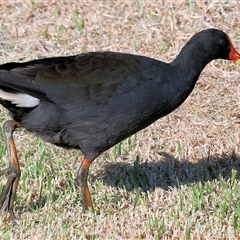 Gallinula tenebrosa at Wodonga, VIC - 20 Dec 2024 by KylieWaldon