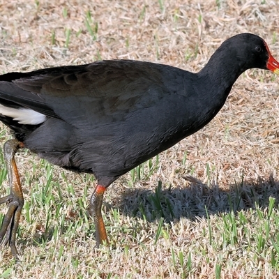 Gallinula tenebrosa (Dusky Moorhen) at Wodonga, VIC - 21 Dec 2024 by KylieWaldon