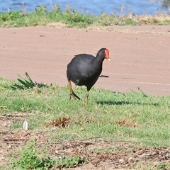 Gallinula tenebrosa at Wodonga, VIC - 21 Dec 2024 07:21 AM