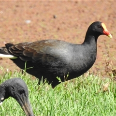 Gallinula tenebrosa (Dusky Moorhen) at Chatsworth, QLD - 30 Aug 2024 by Gaylesp8