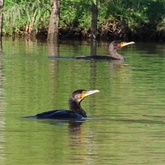 Phalacrocorax carbo at Wodonga, VIC - 20 Dec 2024 by KylieWaldon