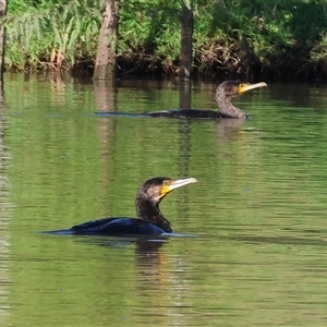 Phalacrocorax carbo at Wodonga, VIC - 21 Dec 2024