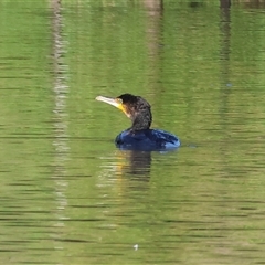 Phalacrocorax carbo at Wodonga, VIC - 21 Dec 2024 07:40 AM