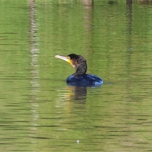 Phalacrocorax carbo at Wodonga, VIC - 21 Dec 2024